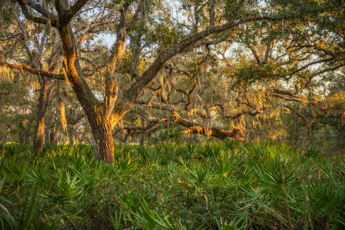 Florida Conservation Group celebrates historic Hardee County ranch conservation