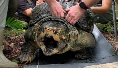 Tonca the turtle getting weighed.