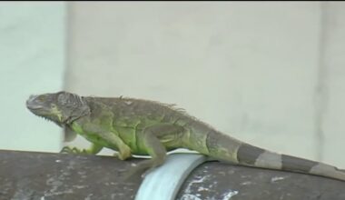 Cold-stunned iguanas seen throughout South Florida as historic cold front hits – NBC 6 South Florida