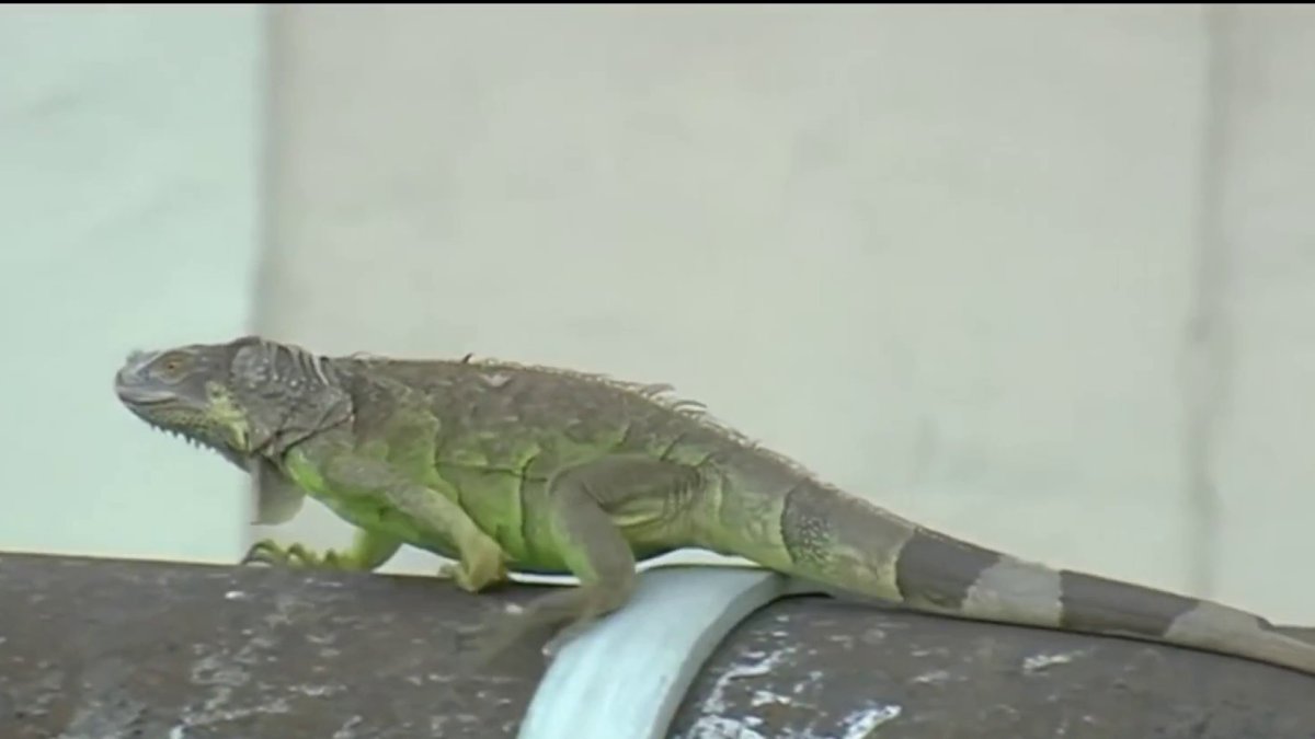 Cold-stunned iguanas seen throughout South Florida as historic cold front hits – NBC 6 South Florida