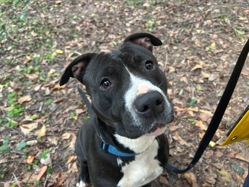 Lady is looking for a family to help her relax and become the confident, loving dog she was...