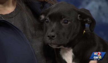 'Paws in Park' returning to Lake Eola Park in Orlando