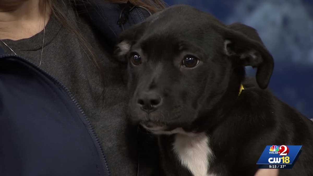 'Paws in Park' returning to Lake Eola Park in Orlando