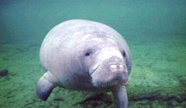 Cold stress? 25 dead manatees removed from Florida waters