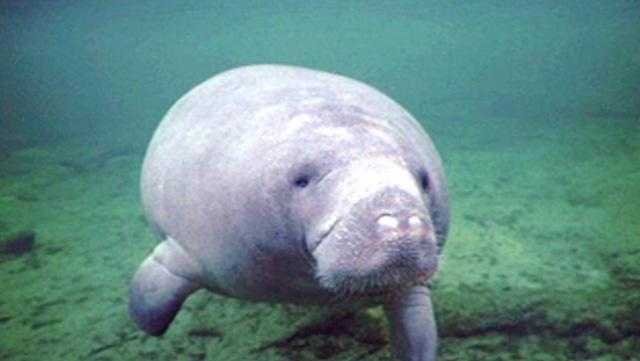 Cold stress? 25 dead manatees removed from Florida waters