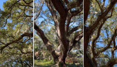 Atlantic Beach neighbors voice frustrations after 250-year-old live oak removed for construction