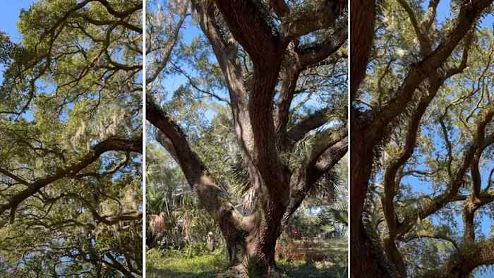 Atlantic Beach neighbors voice frustrations after 250-year-old live oak removed for construction