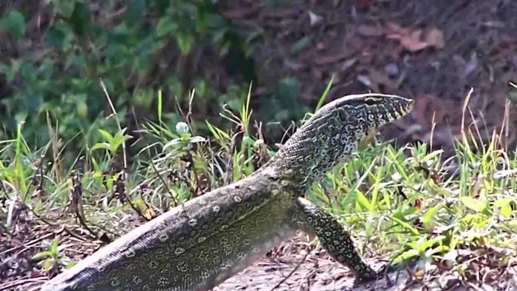 Nile monitors continue to invade Florida
