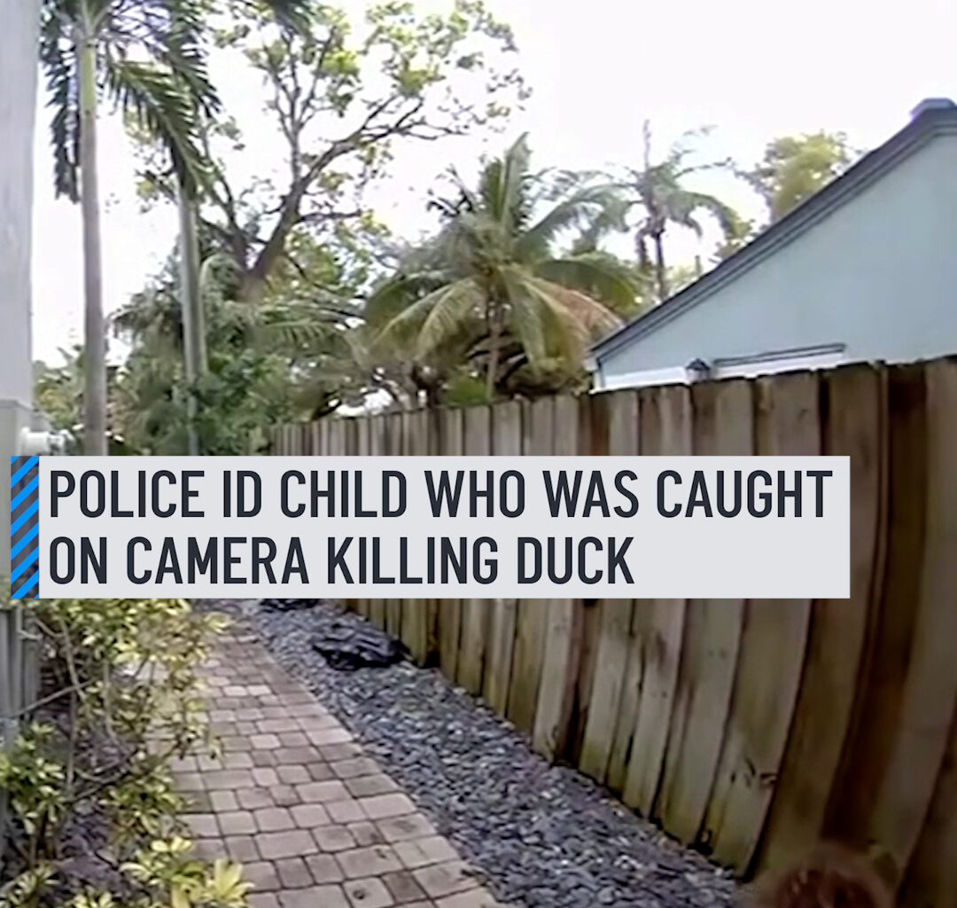 Police in Fort Lauderdale said they've identified a child who was caught on camera brutally hurting a duck last month.⁠
⁠
The video shows two young children running outside when one of them chases a duck, grabs it, then proceeds to repeatedly stomp on it.⁠
⁠
More details here: https://www.nbcmiami.com/news/local/police-id-child-who-was-caught-on-camera-killing-duck-in-fort-lauderdale/3760525/
⁠
#fortlauderdale #kid #duck #police