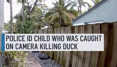 Police in Fort Lauderdale said they've identified a child who was caught on camera brutally hurting a duck last month.⁠
⁠
The video shows two young children running outside when one of them chases a duck, grabs it, then proceeds to repeatedly stomp on it.⁠
⁠
More details here: https://www.nbcmiami.com/news/local/police-id-child-who-was-caught-on-camera-killing-duck-in-fort-lauderdale/3760525/
⁠
#fortlauderdale #kid #duck #police