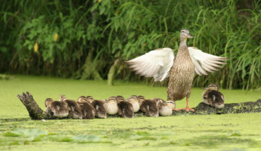 Police Identify Child In Fort Lauderdale Duck Killing Investigation | Newsradio WFLA Orlando