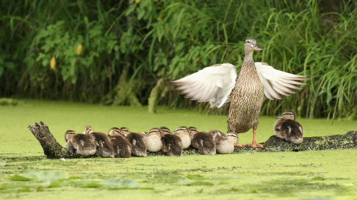 Police Identify Child In Fort Lauderdale Duck Killing Investigation | Newsradio WFLA Orlando