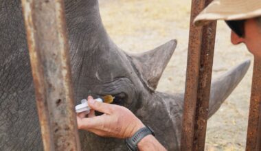 'Ridiculous' plan developed at Florida zoo saves wild rhino's eyesight in Africa :: WRAL.com