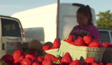 Farmers' market in Cape Coral helps locals combat grocery price hikes | Lee County