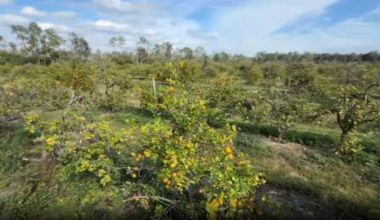 Florida agriculture suffers $3B loss as freeze damages key crops | State