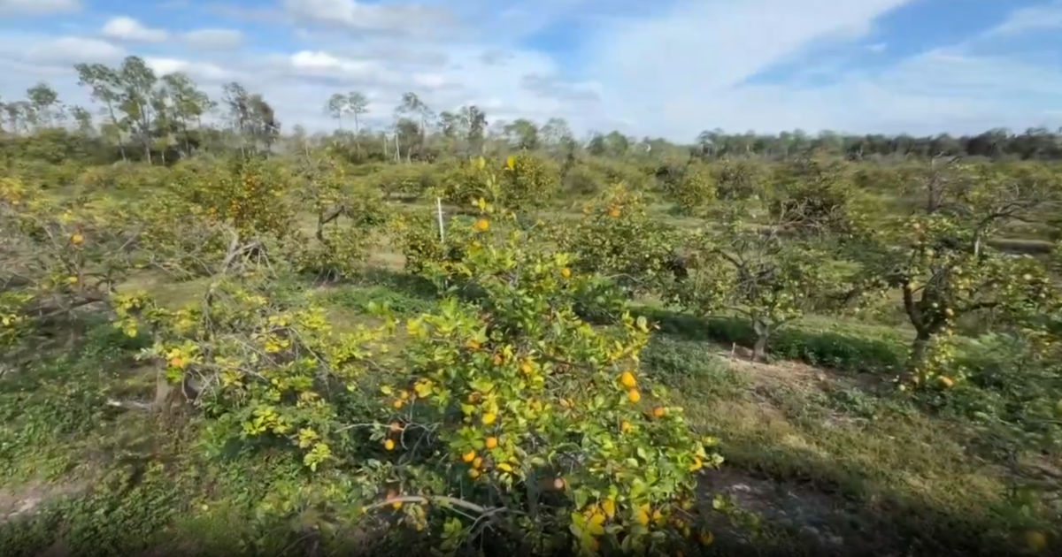 Florida agriculture suffers $3B loss as freeze damages key crops | State