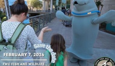 Things to do around Pinellas: Feb. 5-11 | News