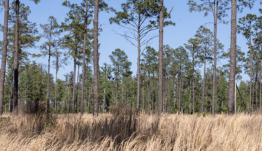 Pinellas just made it easier to remove trees from your yard. Here’s how | News