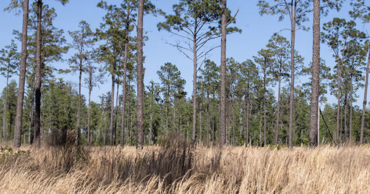 Pinellas just made it easier to remove trees from your yard. Here’s how | News