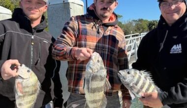 The Tampa Bay Fishin’ Report: For cold weather anglers, sheepshead are the ticket | Sports