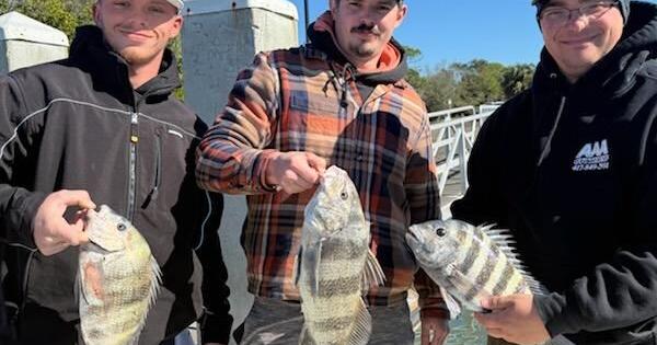The Tampa Bay Fishin’ Report: For cold weather anglers, sheepshead are the ticket | Sports