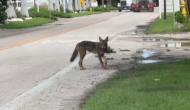 Sanibel Island debates coyote removal to protect turtle nests | Lee County