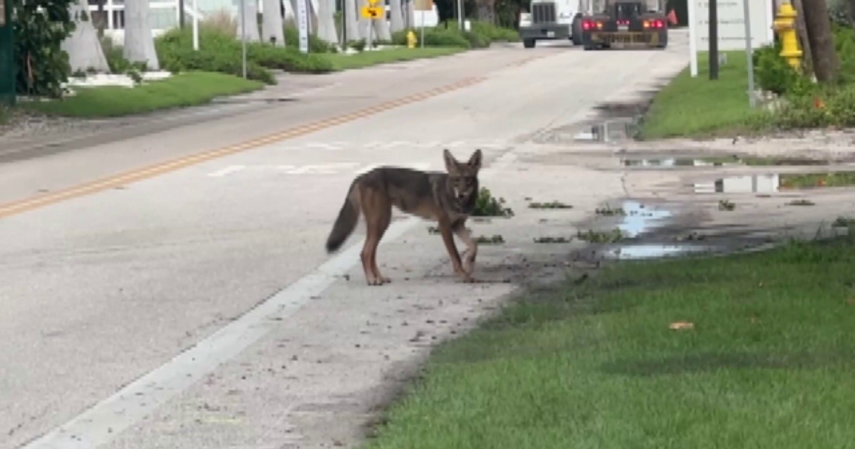 Sanibel Island debates coyote removal to protect turtle nests | Lee County