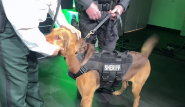 On National Missing Persons Day LCSO highlights K9 who found missing man | Lee County