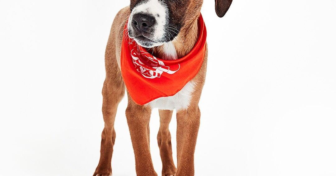 Around town: South Pinellas news briefs | St. Petersburg