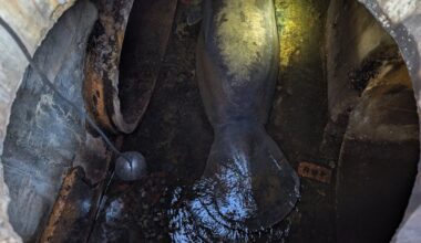 SeaWorld Orlando Rescues Storm Manatee From Storm Drain