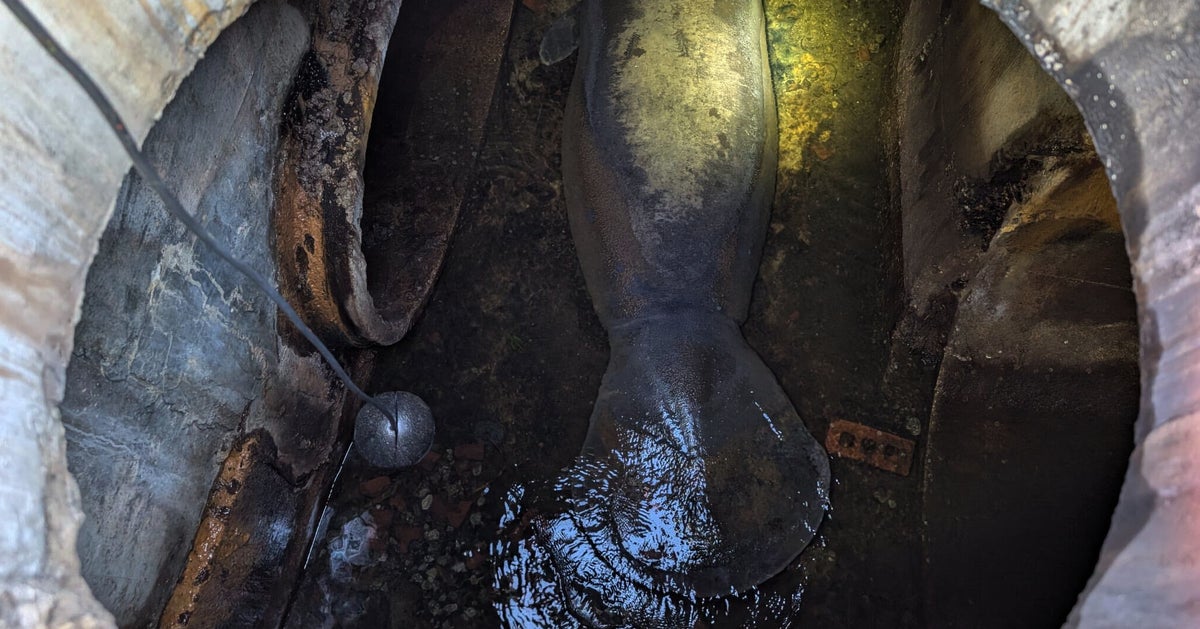 SeaWorld Orlando Rescues Storm Manatee From Storm Drain