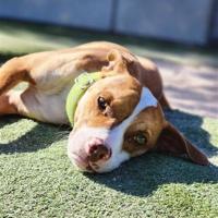 Pets of the Week | Online Features