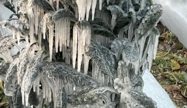 January cold snap deals blow to local strawberry farms | News