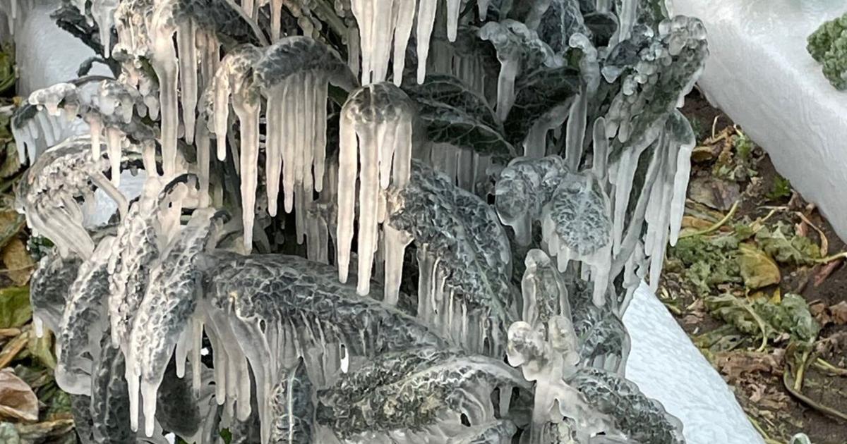 January cold snap deals blow to local strawberry farms | News