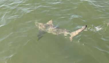 The Tampa Bay Fishin’ Report: Warming conditions and better fishing ahead? | Sports