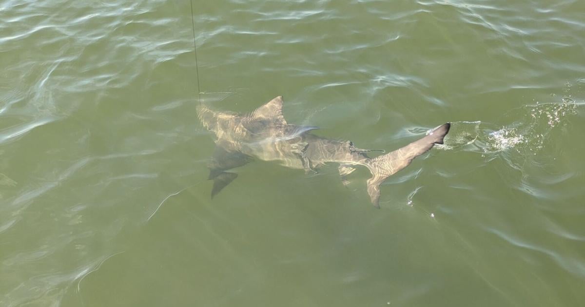 The Tampa Bay Fishin’ Report: Warming conditions and better fishing ahead? | Sports