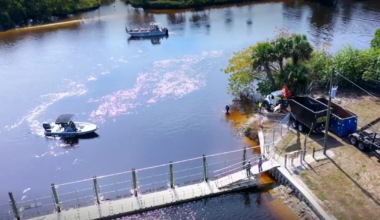 Dead manatee pulled from Manatee Park waters | Lee County