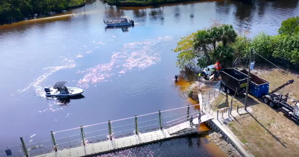 Dead manatee pulled from Manatee Park waters | Lee County