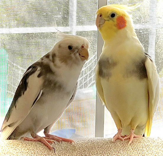 Screenshot 2026-02-19 at 20.03.28.png