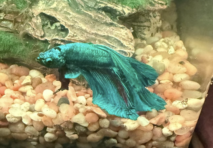 Screenshot 2026-02-19 at 20.03.50.png