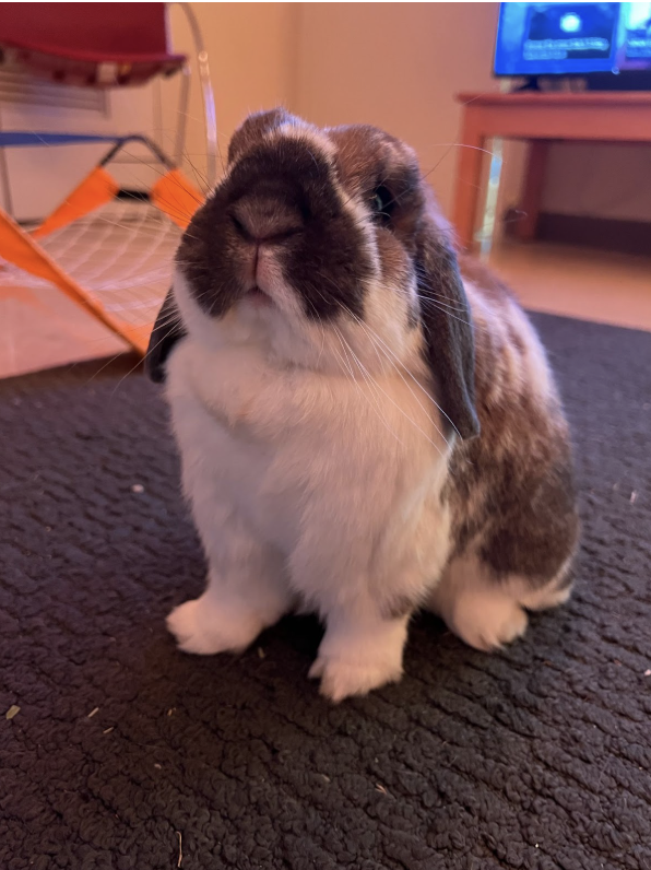 Screenshot 2026-02-19 at 20.04.55.png