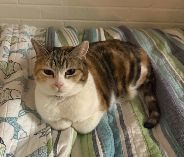 Screenshot 2026-02-19 at 20.05.03.png