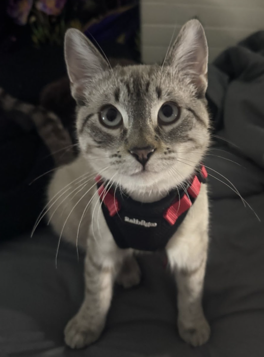 Screenshot 2026-02-19 at 20.04.18.png