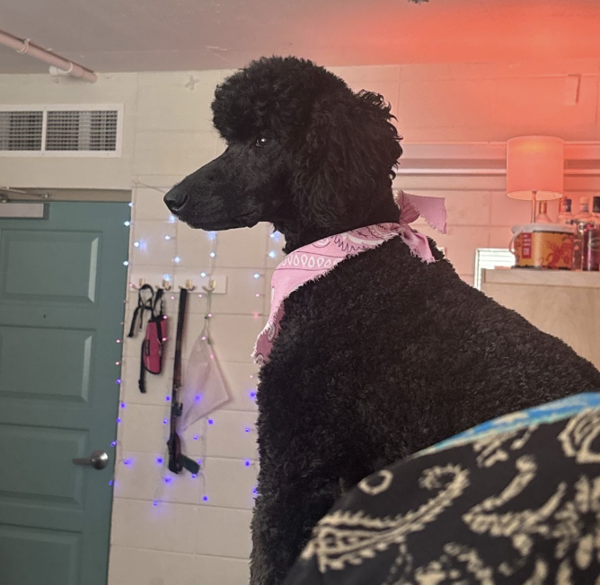 Screenshot 2026-02-19 at 20.04.26.png