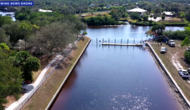 Biologist: Dozens of manatee deaths in one week in Lee County ‘Not normal’ | Lee County