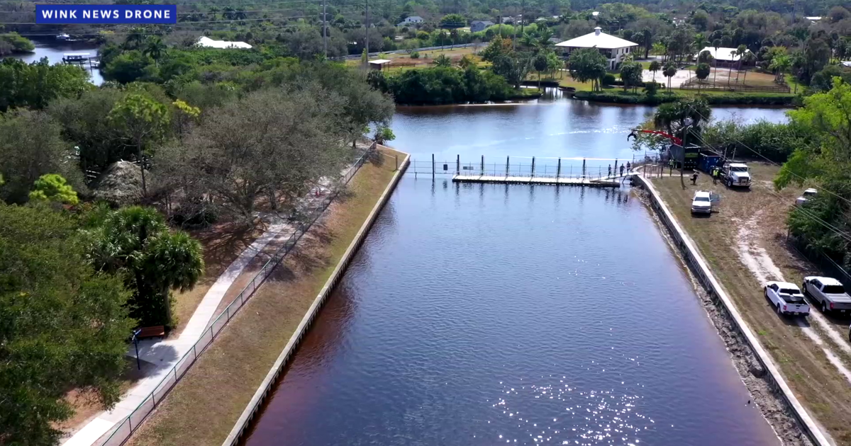 Biologist: Dozens of manatee deaths in one week in Lee County ‘Not normal’ | Lee County