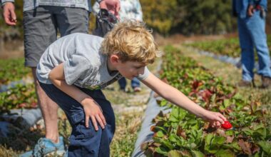 Weck Farms in Lutz offers a U-Pick strawberry experience close to home | Pasco County