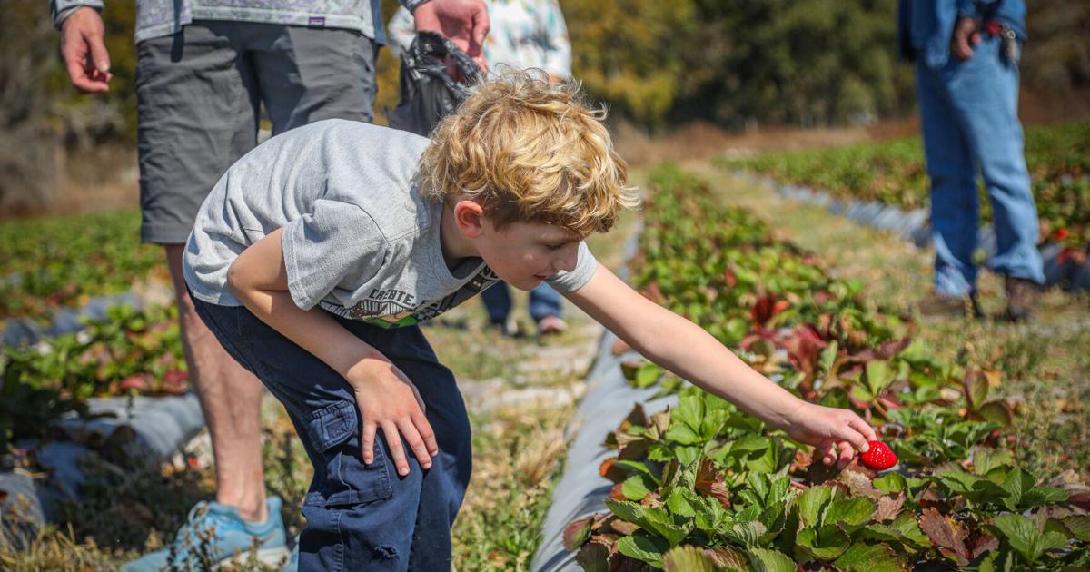 Weck Farms in Lutz offers a U-Pick strawberry experience close to home | Pasco County