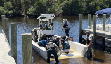 Manatee rescue operation underway at Orange Harbor | Lee County