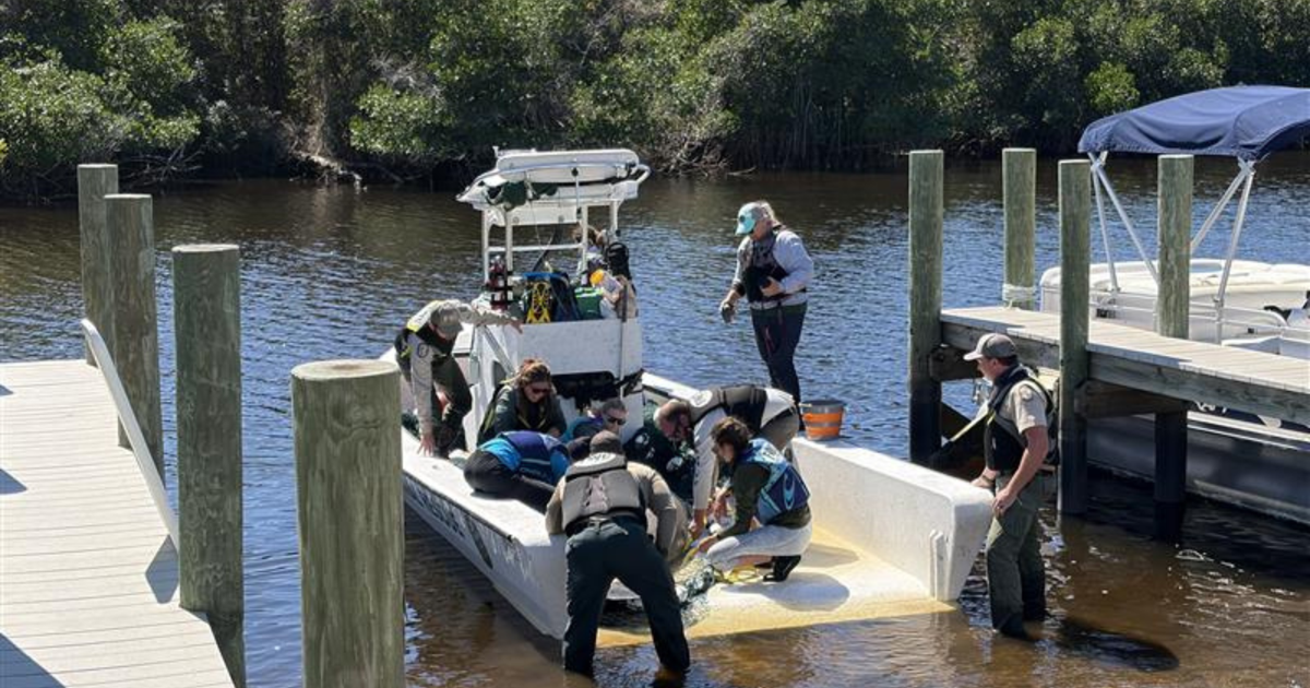 Manatee rescue operation underway at Orange Harbor | Lee County